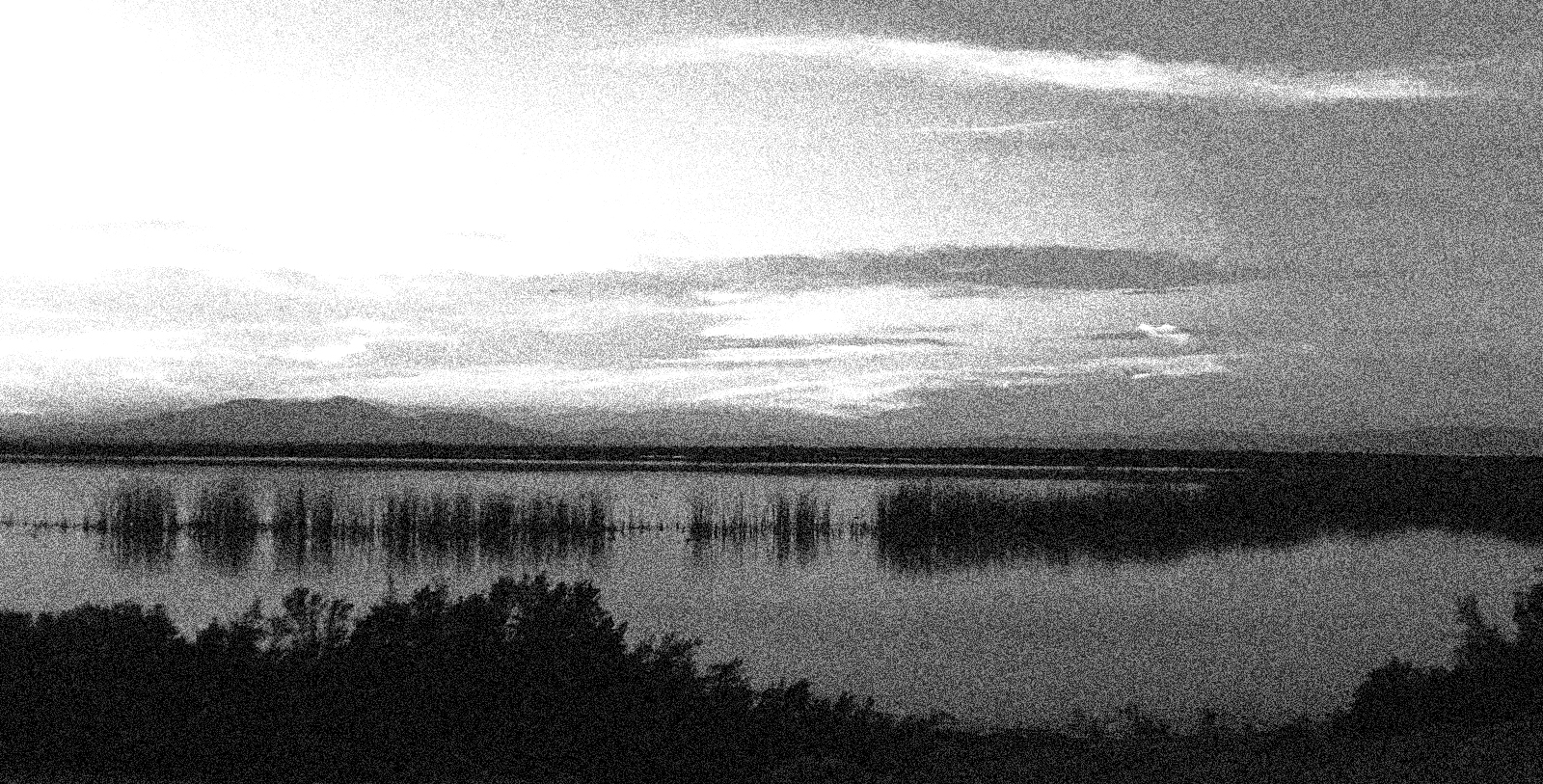A grainy black-and-white image of a the Salton Sea at sunset. In the foreground, plants grow out of placid waters. In the distance are low mountains.