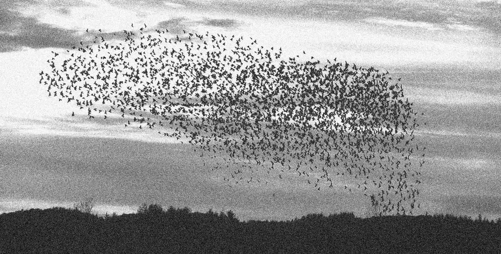 A grainy black-and-white image of a flock of birds against a cloudy sky,