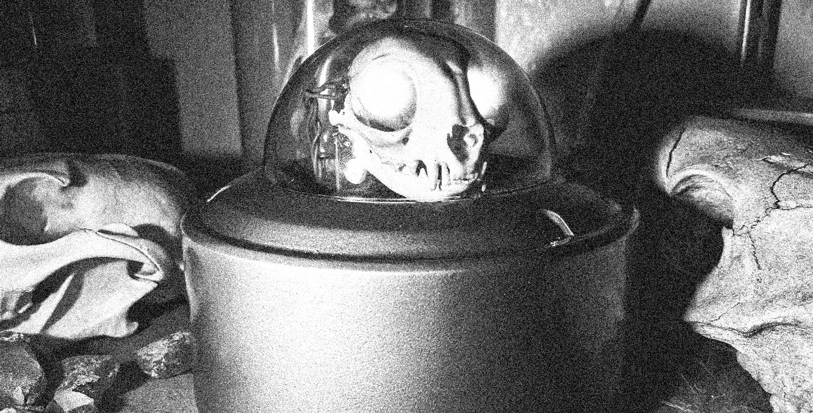 A grainy black-and-white image of a cat skull under a clear plastic dome, surrounded by other skulls.