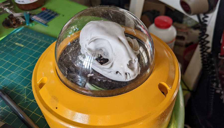 A photo of a cat skull under a clear plastic dome. It lacks details that would be added later in the project, like wires and lights.