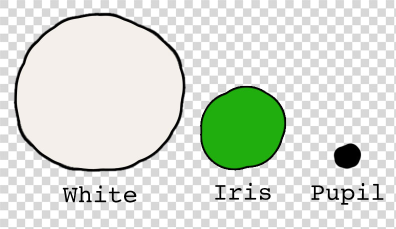 A crude drawing showing an eye split into its white, its iris and its pupil.